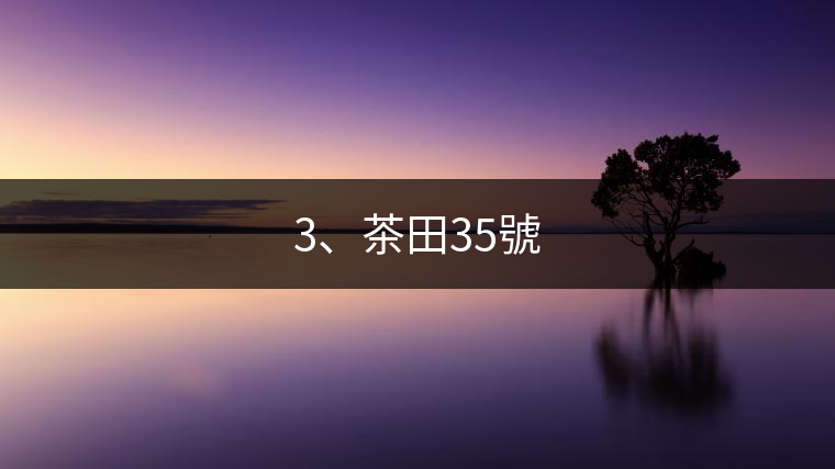 3、茶田35號(hào)