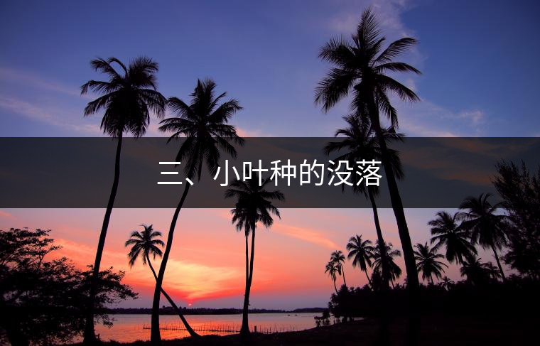 三、小葉種的沒落