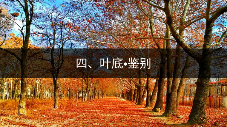 四、葉底?鑒別