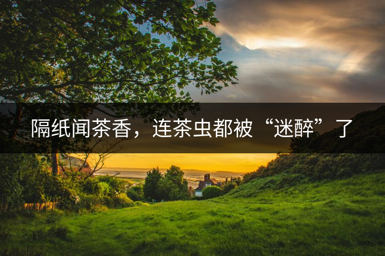 隔紙聞茶香，連茶蟲都被“迷醉”了