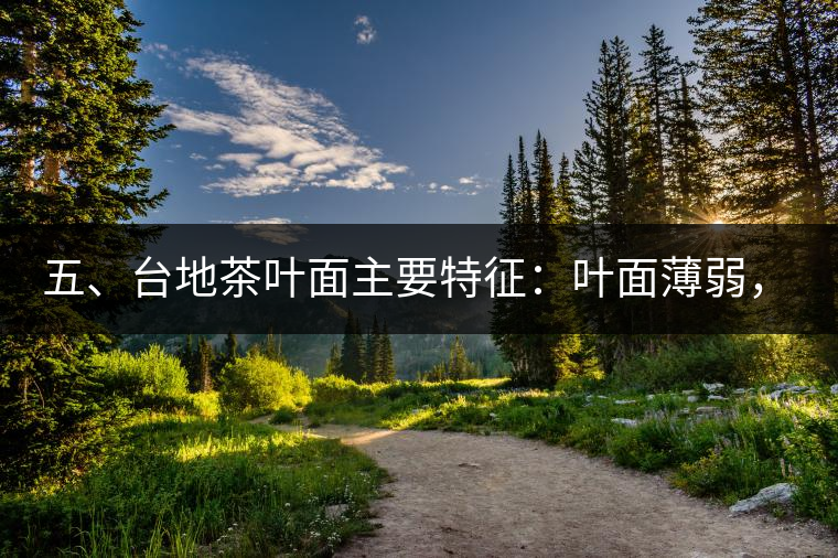 五、臺地茶葉面主要特征：葉面薄弱，如薄紙易折;沖泡之后無力恢復(fù)彈性，甚至多次沖泡也不能展開，葉子愈薄愈差。