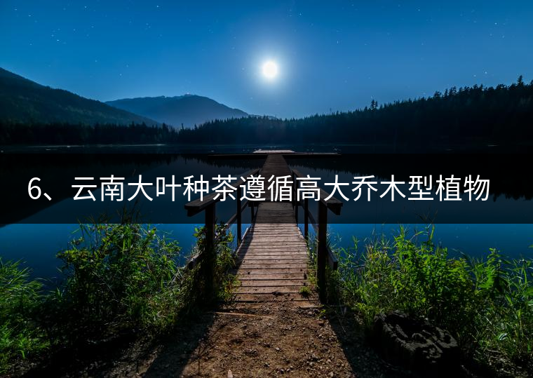 6、云南大葉種茶遵循高大喬木型植物的普遍規(guī)律。