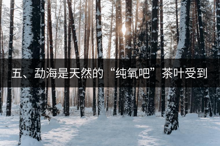 五、勐海是天然的“純氧吧”茶葉受到很好的潤(rùn)澤