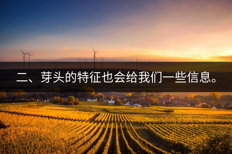 二、芽頭的特征也會(huì)給我們一些信息。