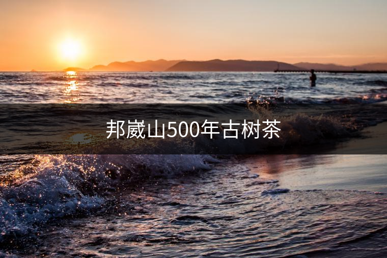 邦崴山500年古樹(shù)茶