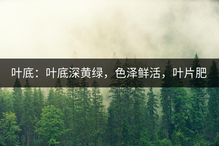 葉底：葉底深黃綠，色澤鮮活，葉片肥厚，梗莖肥壯，而且非常柔韌。