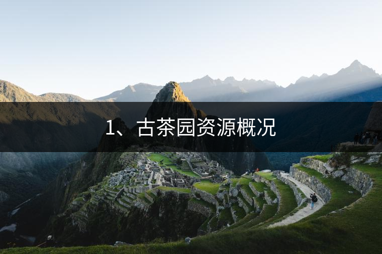 1、古茶園資源概況