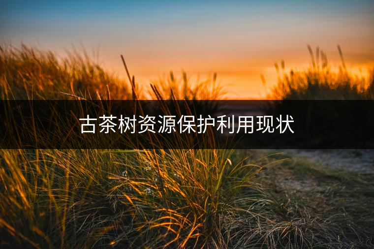 古茶樹資源保護利用現(xiàn)狀 古茶樹資源保護利用現(xiàn)狀
