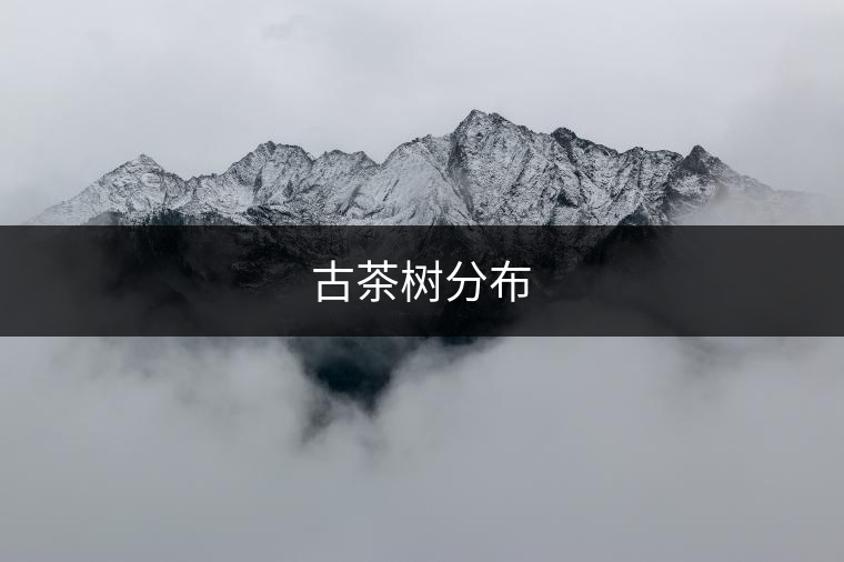 古茶樹分布 古茶樹分布