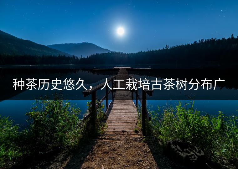 種茶歷史悠久，人工栽培古茶樹分布廣