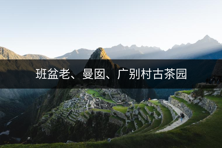 古茶樹(shù)的特點(diǎn)是