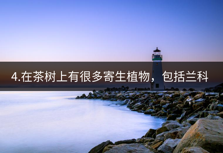 4.在茶樹上有很多寄生植物，包括蘭科植物，還有螃蟹腳。