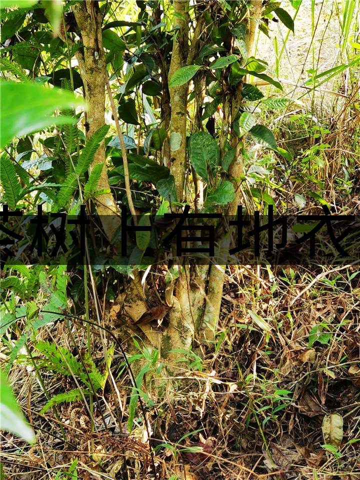 茶樹上有地衣或苔蘚是不是有害的？-1