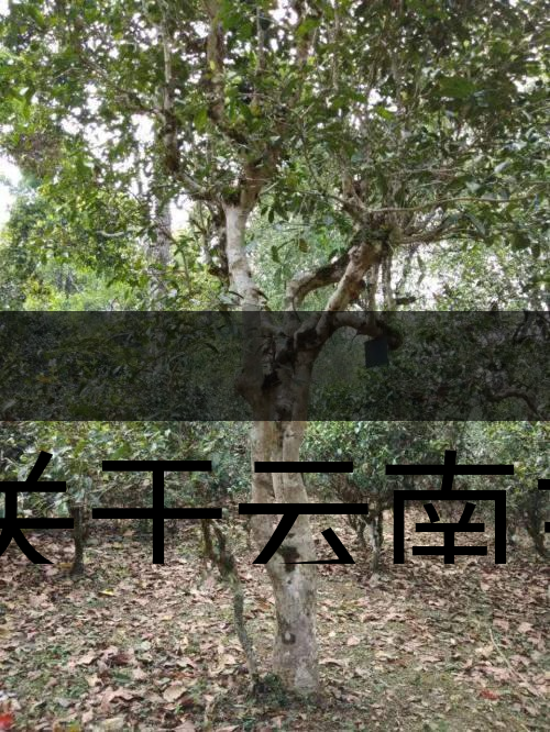 有關(guān)于云南主要茶產(chǎn)區(qū)（臨滄市）的介紹！