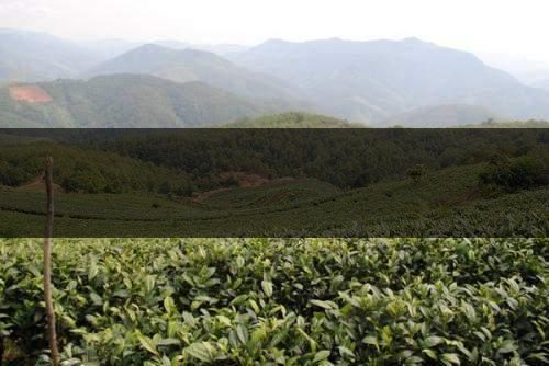 云南省景谷縣茶業(yè)概況簡述(一) 云南省景谷縣茶業(yè)概況簡述(一)