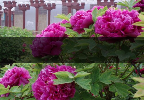 怎樣晾曬牡丹花牡丹花的曬干方法 怎樣晾曬牡丹花牡丹花的曬干方法