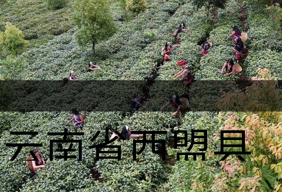 云南省西盟縣茶業(yè)概況簡(jiǎn)述(下篇) 云南省西盟縣茶業(yè)概況簡(jiǎn)述(下篇)