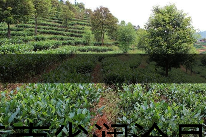 云南省瀾滄縣茶業(yè)概況簡述（第三章）
