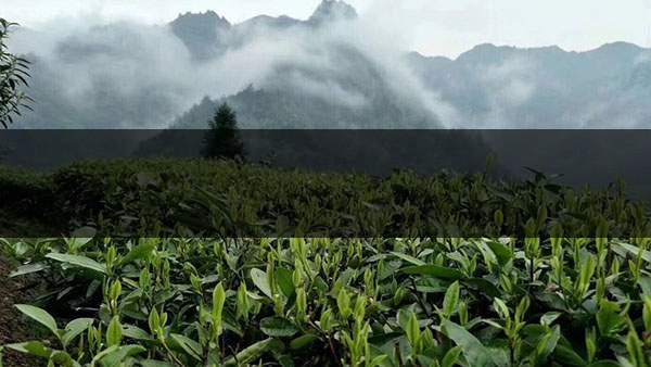 茶葉的甜爽和甘爽各是什么感覺？