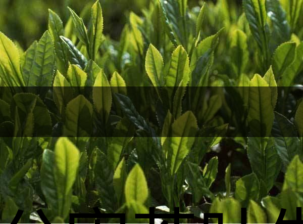 無公害茶葉生產規(guī)范的條件有哪些？（上篇）