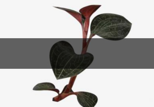 金線蓮能治痛風(fēng)嗎-能降血壓?jiǎn)? alt=