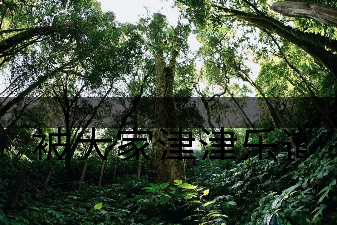 被大家津津樂道的森林茶，你知道是什么？-6-1