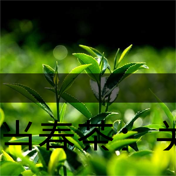 正當(dāng)春茶：關(guān)于這些茶知識你知道嗎？-1