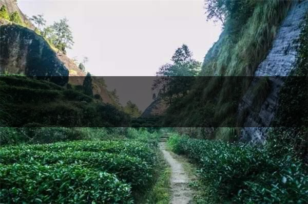 喝武夷山巖茶的香，什么是工藝香？-4