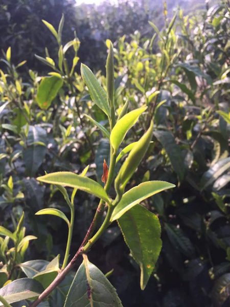 為什么古樹普洱春茶這么受追捧？