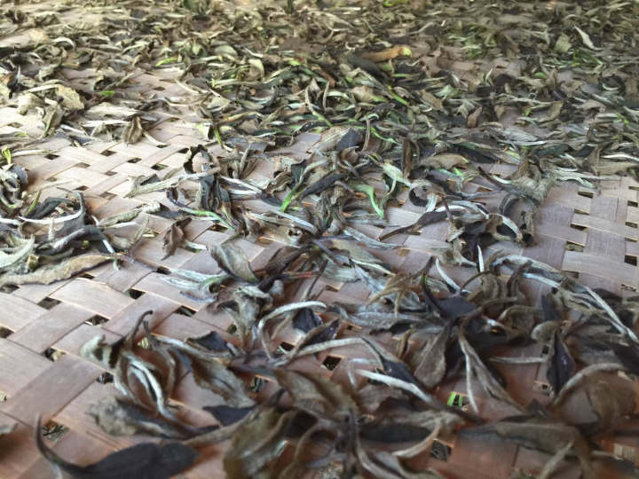 2020年普洱春茶的故事你想好了嗎？