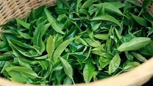 2021年曼秀古樹(shù)茶，易武的超級(jí)黑馬