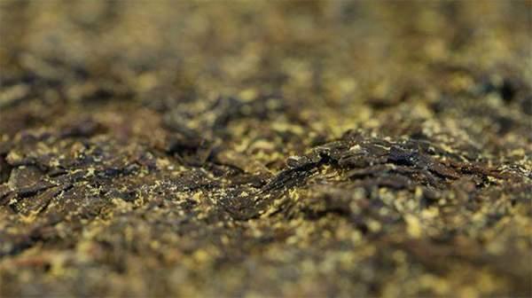 你手中的茯茶金花有可能是假金花？