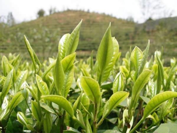 春茶到底好在哪里？