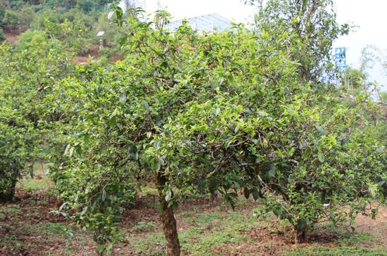 2021年冰島古樹秋茶價(jià)格，歷史價(jià)格