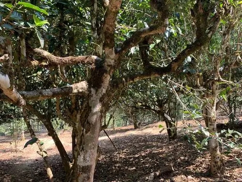 2021年磨烈古樹秋茶特點(diǎn)？