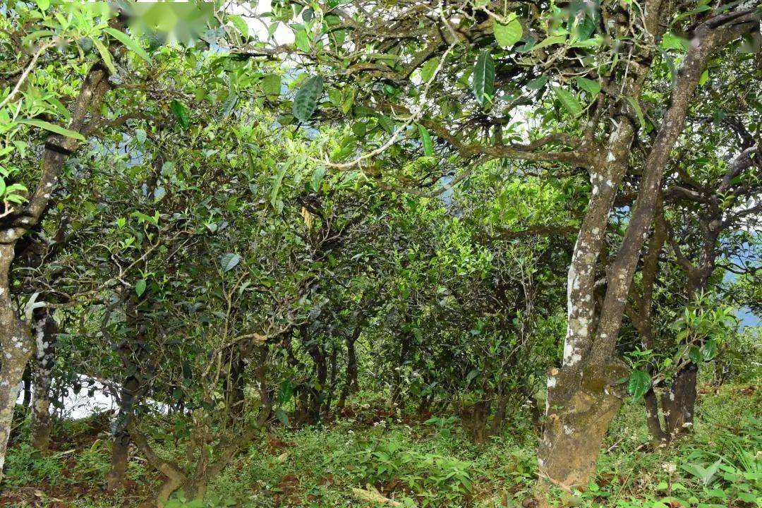 2021年磨烈古樹秋茶會(huì)是趕超冰島的存在嗎？