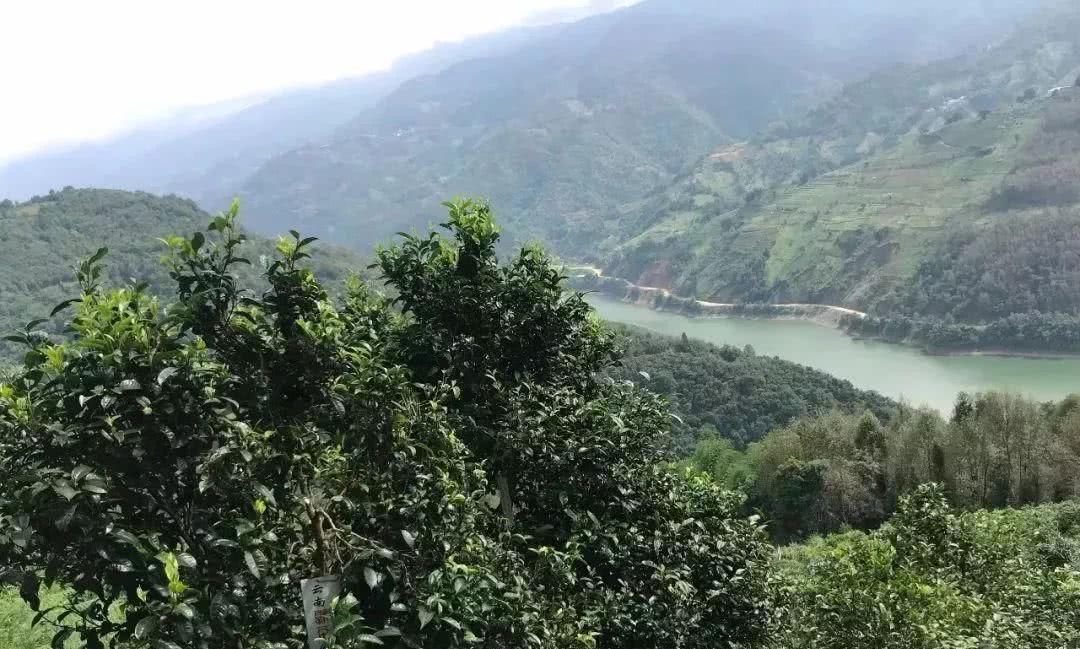 2021年單論茶氣，冰島也不如它-磨烈古樹秋