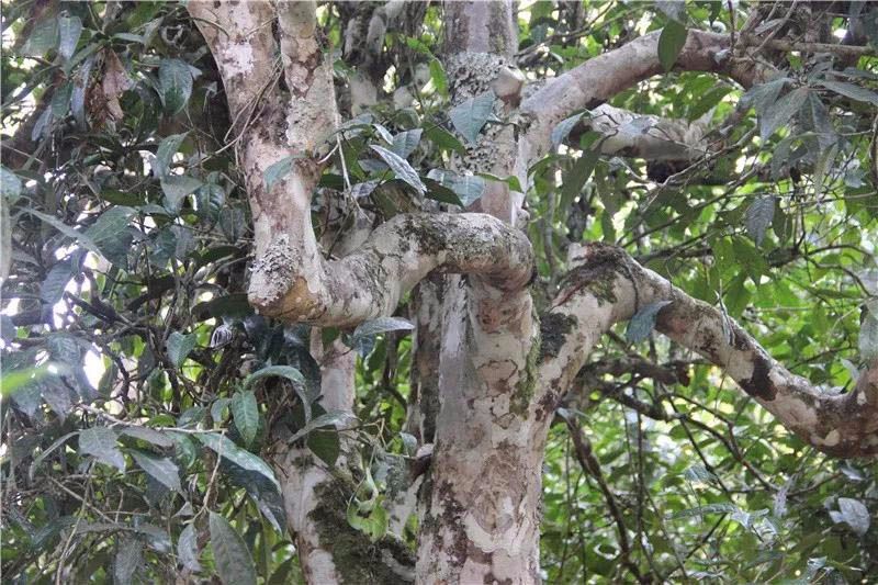 2021小戶賽古樹秋茶與冰島茶哪里不一樣？