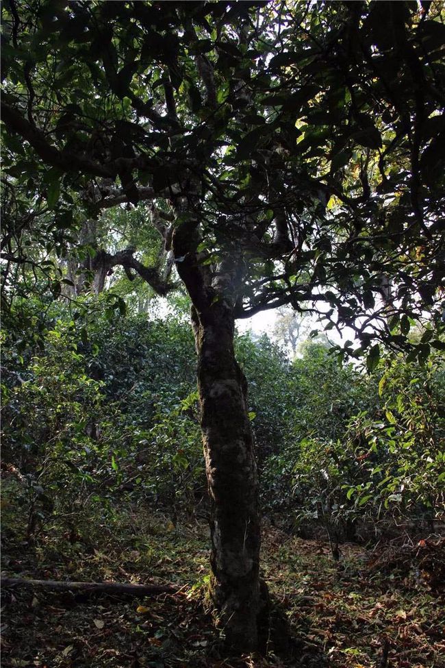 2021年大戶賽古樹秋茶特點(diǎn)？