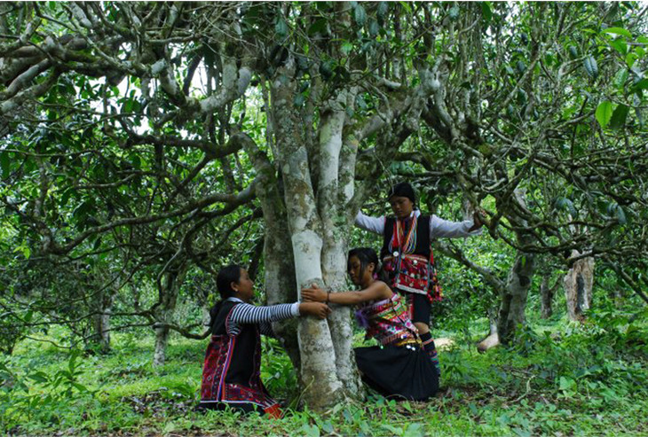 2021年大戶賽古樹秋茶品鑒！