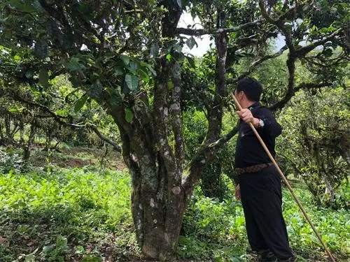 2021年大雪山古樹秋茶特點？