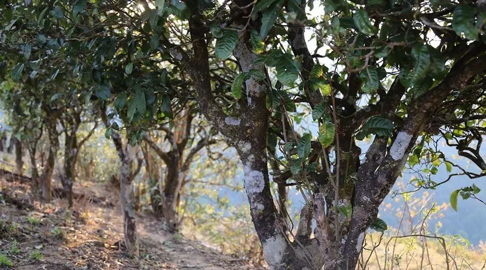 2021年大雪山古樹秋茶口感品鑒？