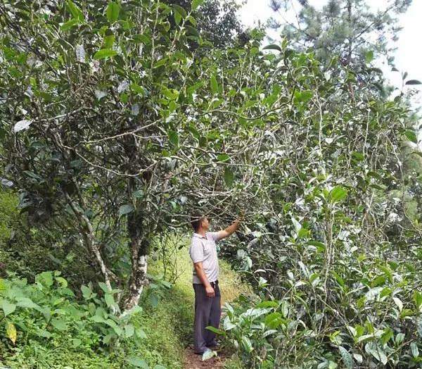 2021壩糯古樹秋茶藤條茶！不是樹種，而是這樣形成的！