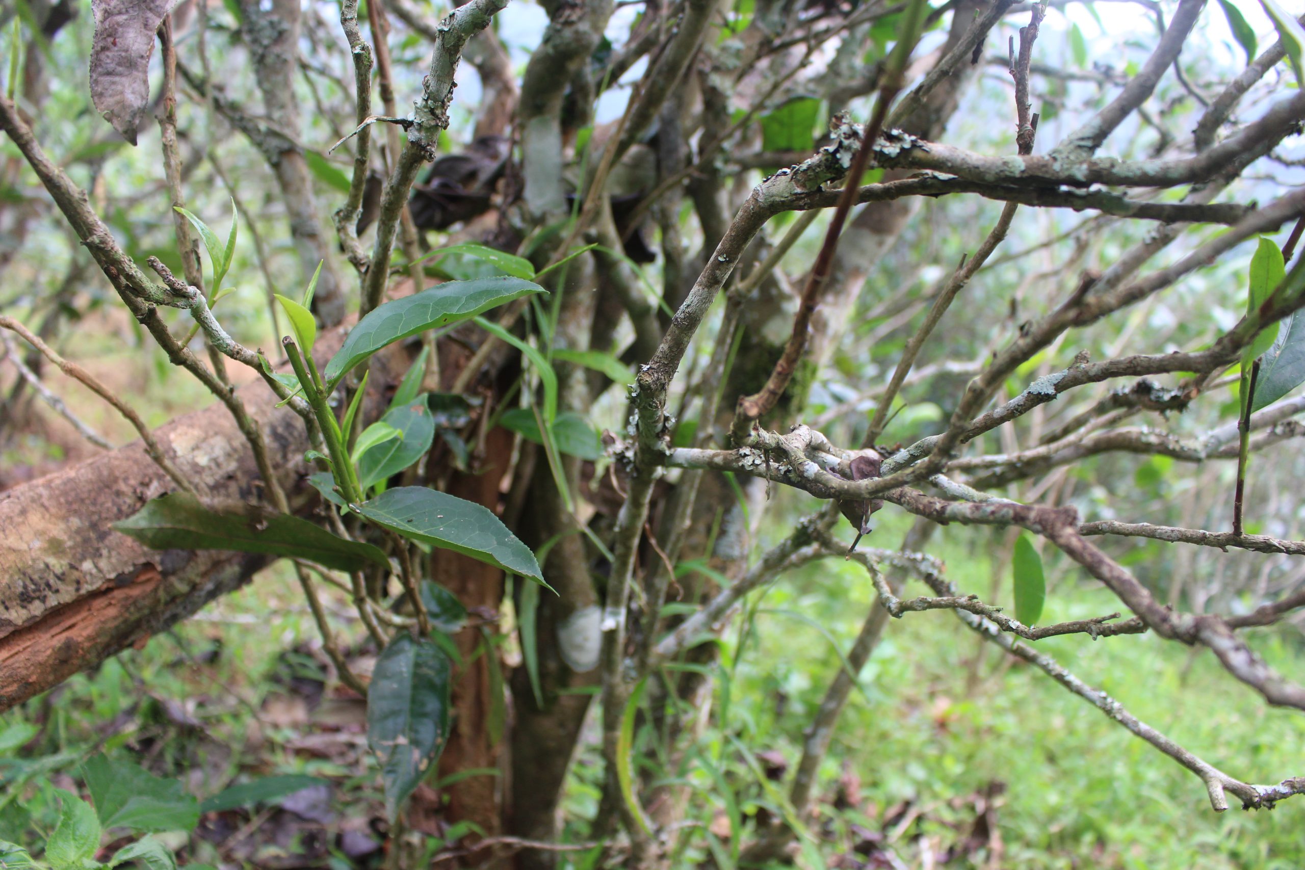 2021年壩糯古樹秋茶價(jià)格多少？