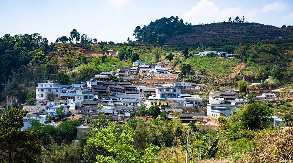 2021年正氣塘古樹秋茶為何號(hào)稱小冰島？