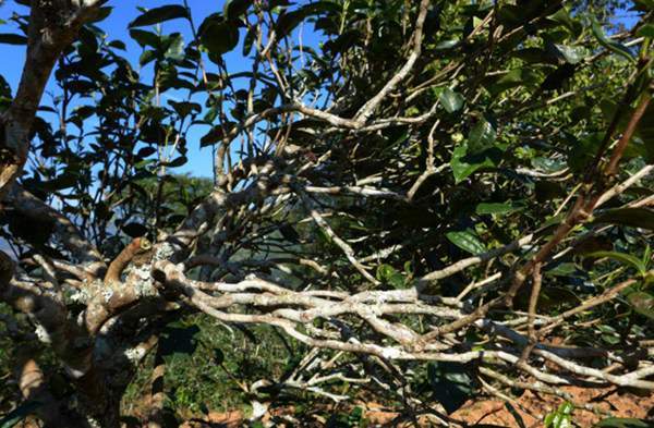 2021年正氣塘古樹(shù)秋茶花蜜香氣盈盈，冰糖甜韻深邃！