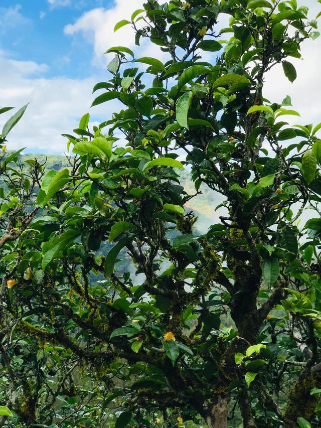 2021年冰島南迫古樹秋茶茶園詳解！