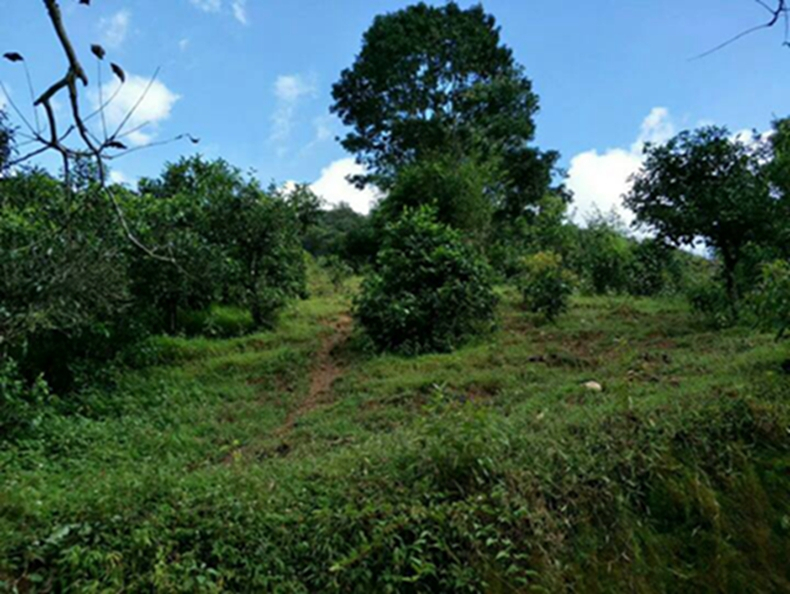 2021年冰島南迫古樹(shù)秋茶特點(diǎn)？