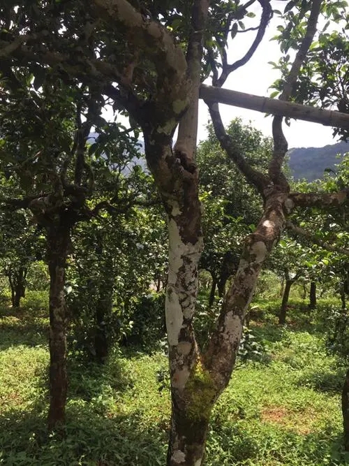 2021年冰島地界古樹秋茶口感？