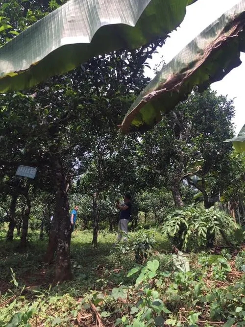 2021年冰島地界古樹(shù)秋茶特征詳解！